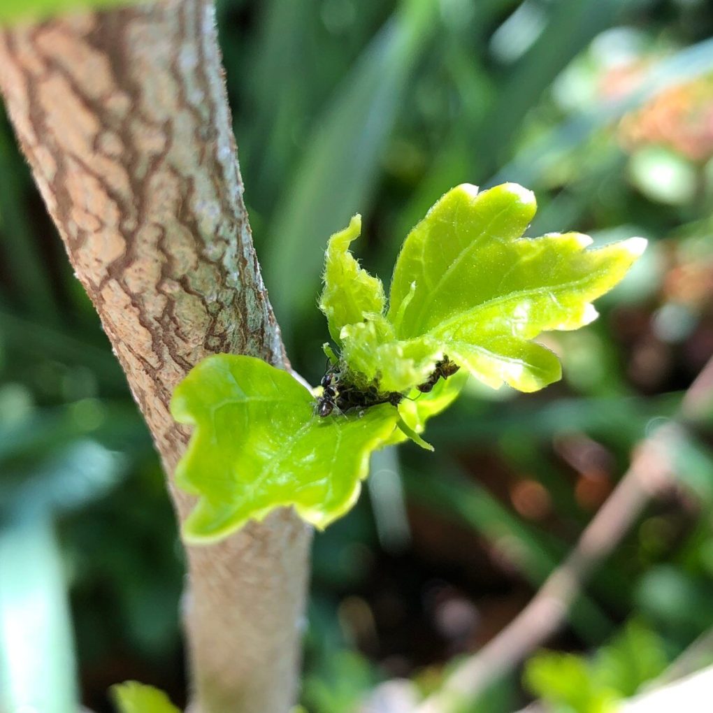 Hibiscus s. Lucy (Lucy Rose of Sharon Hibiscus)