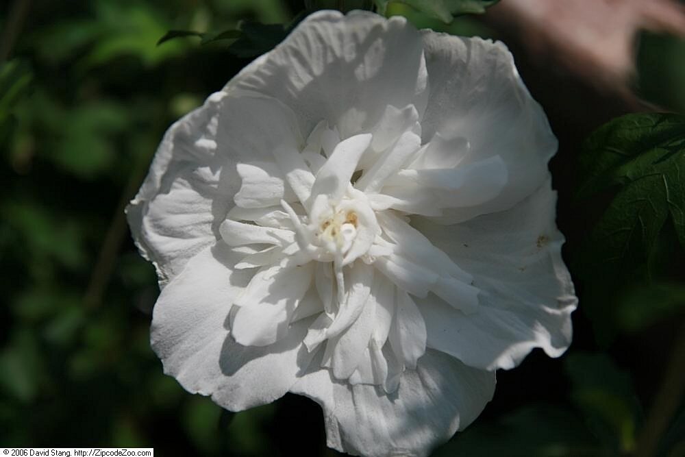 Hibiscus s. White Chiffon (White Chiffon Rose of Sharon Hibiscus)