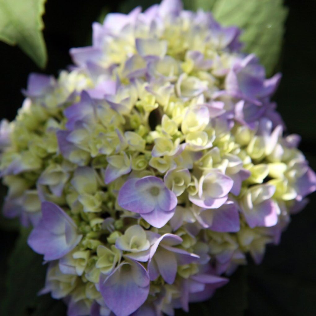 Hydrangea Endless Summer (Endless Summer Hydrangea)