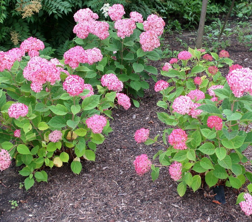 Hydrangea 'Invincibelle Ruby'