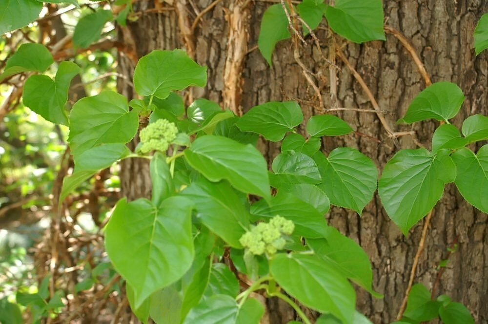 Hydrangea anomala petiolaris (Climbing Hydrangea)