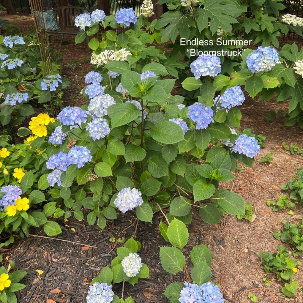 Hydrangea macrophylla Endless Summer® BloomStruck®