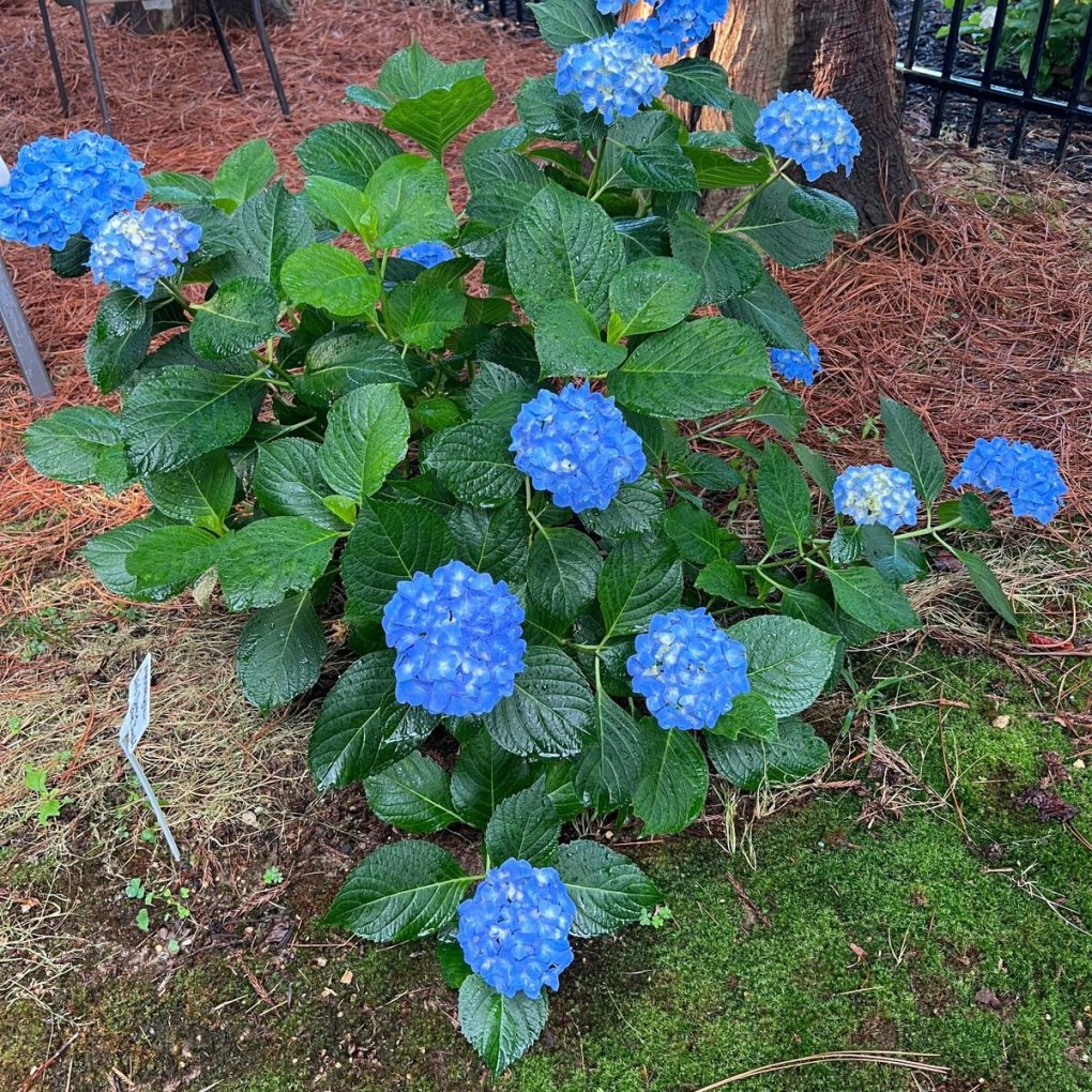 Hydrangea macrophylla 'Let's Dance Blue Jangles'
