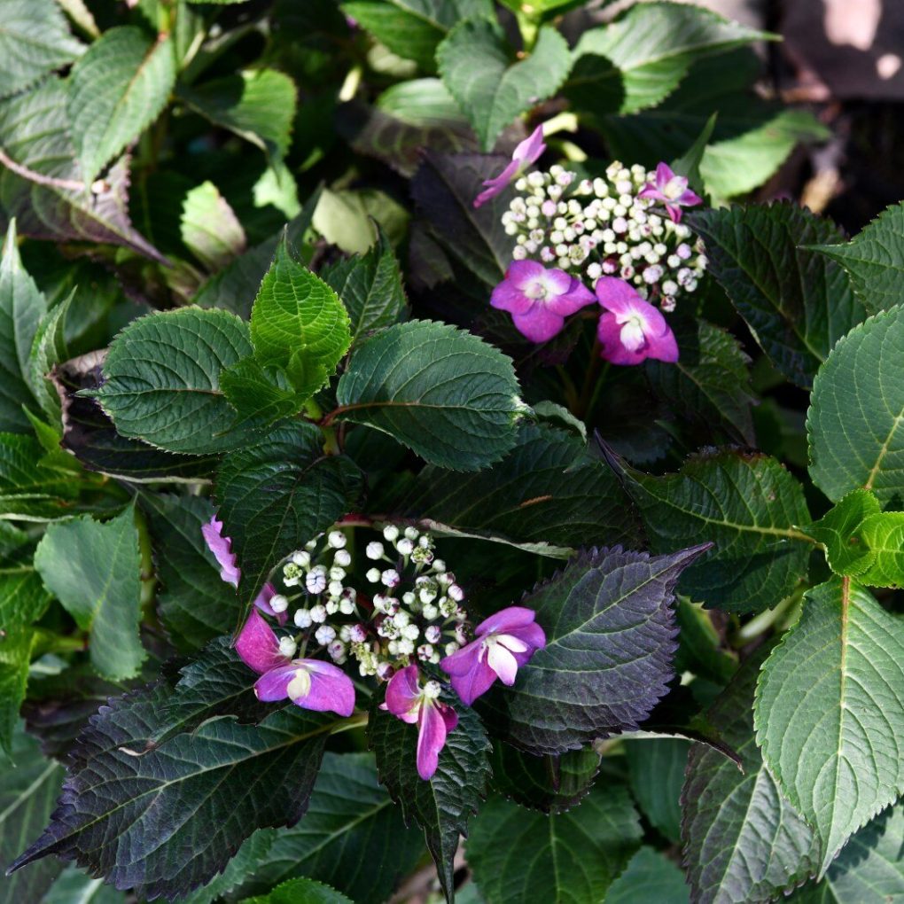 Hydrangea macrophylla 'SMHSMAKF2MT' (Seaside Serenade Cape May Hydrangea)