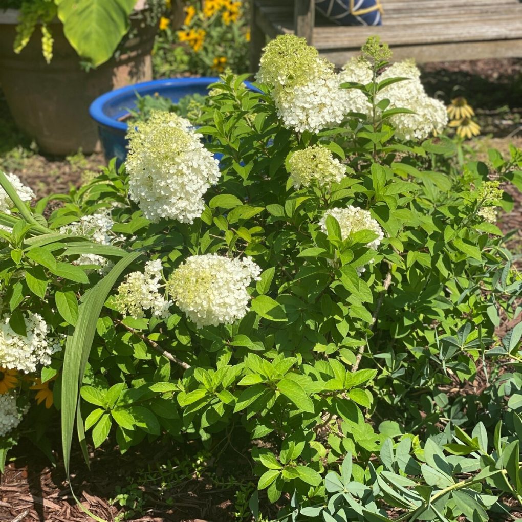 Hydrangea p. Bobo (Bobo Hydrangea)