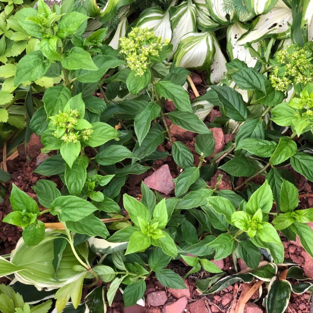 Hydrangea p. Little Lime (Little Lime Hydrangea)