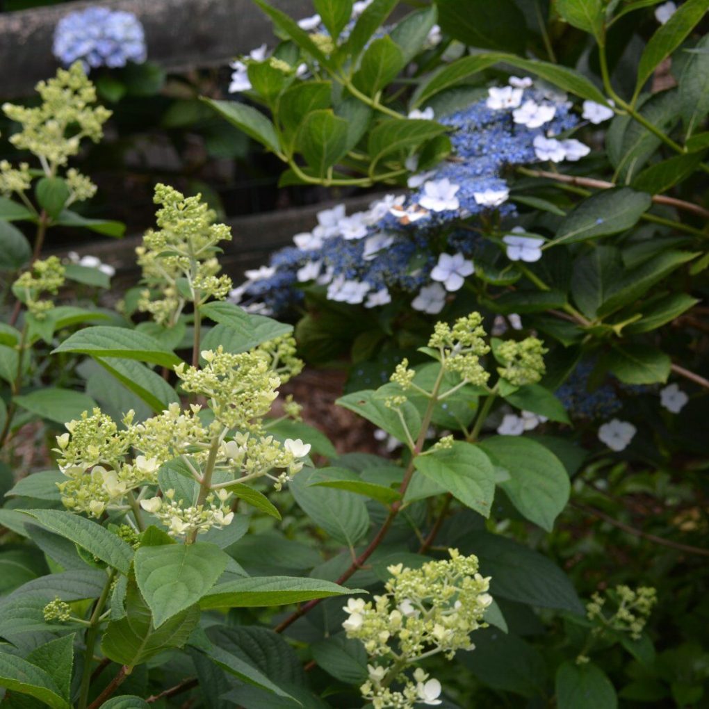 Hydrangea p. Little Quick Fire (Little Quick Fire Hydrangea)