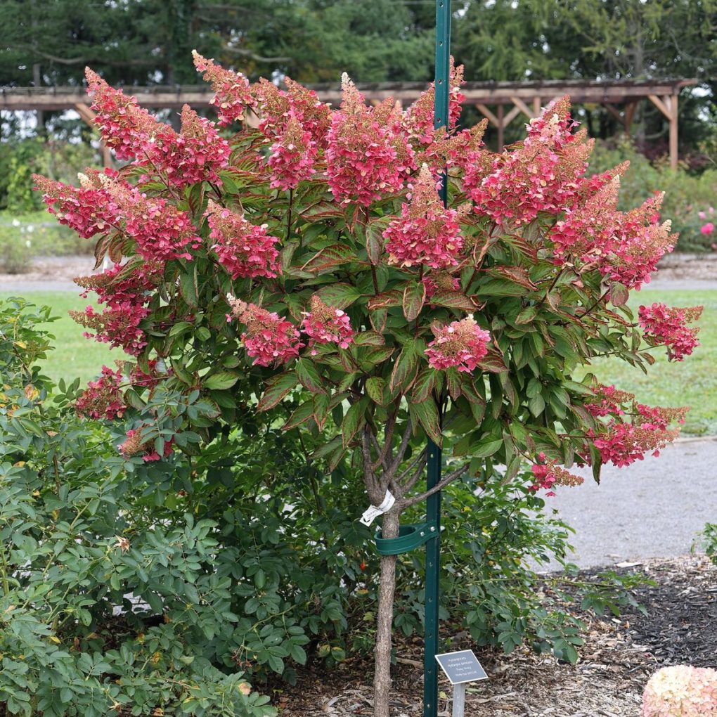 Hydrangea p. Pinky Winky (Pinky Winky Hydrangea)