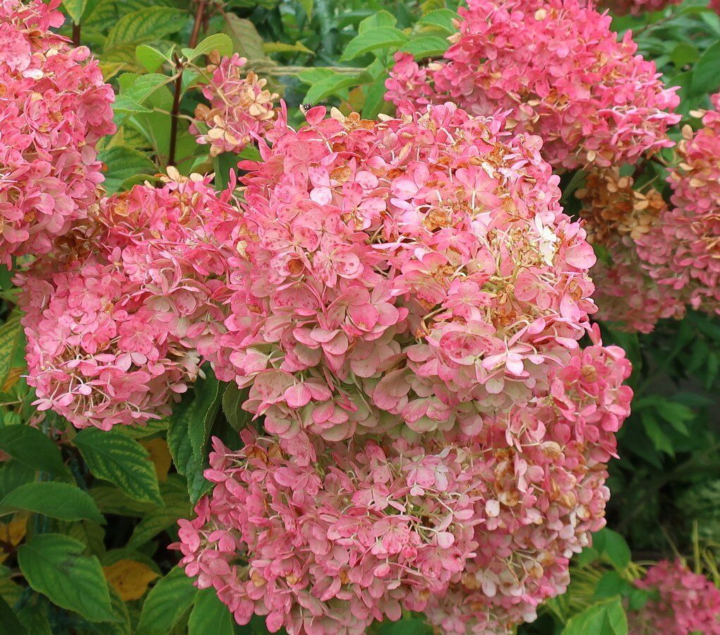 Hydrangea paniculata 'Renhy' Vanilla Strawberry