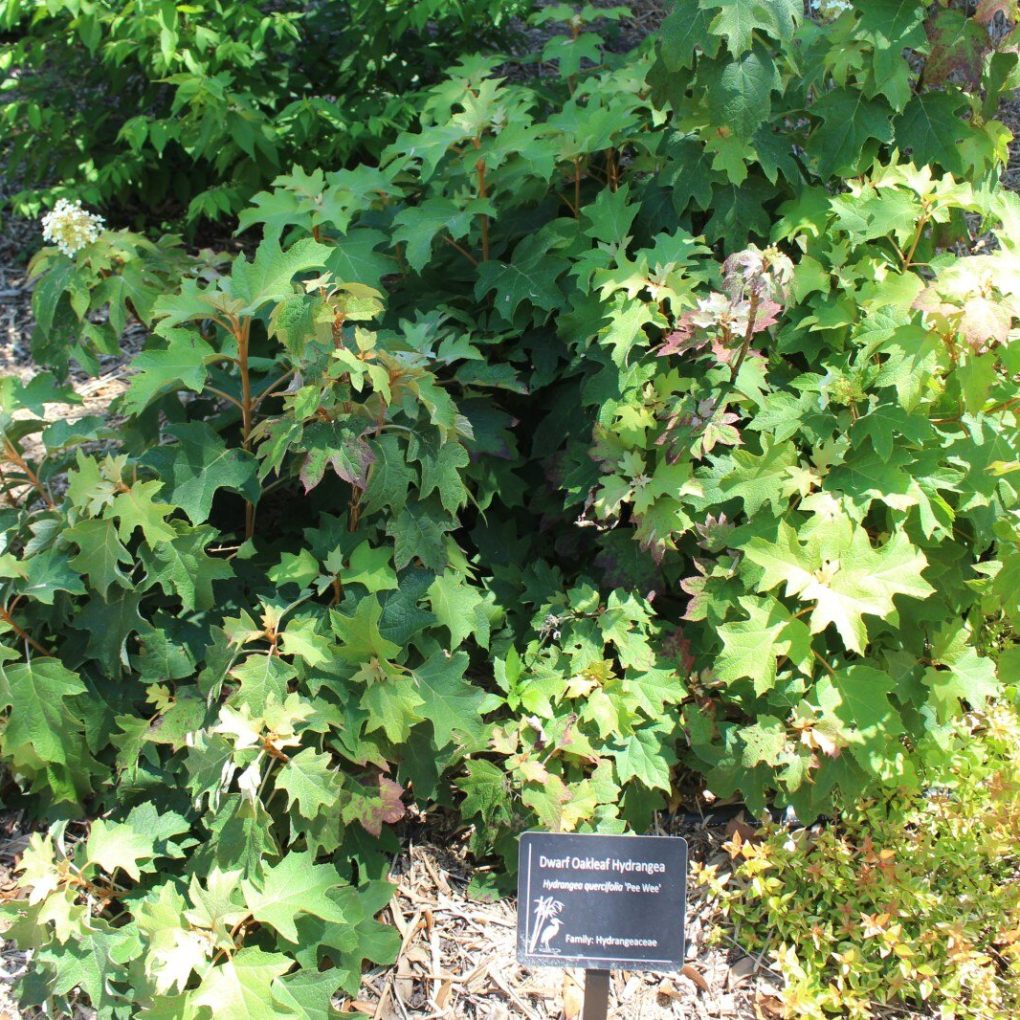 Hydrangea q. Pee Wee (Pee Wee Hydrangea)