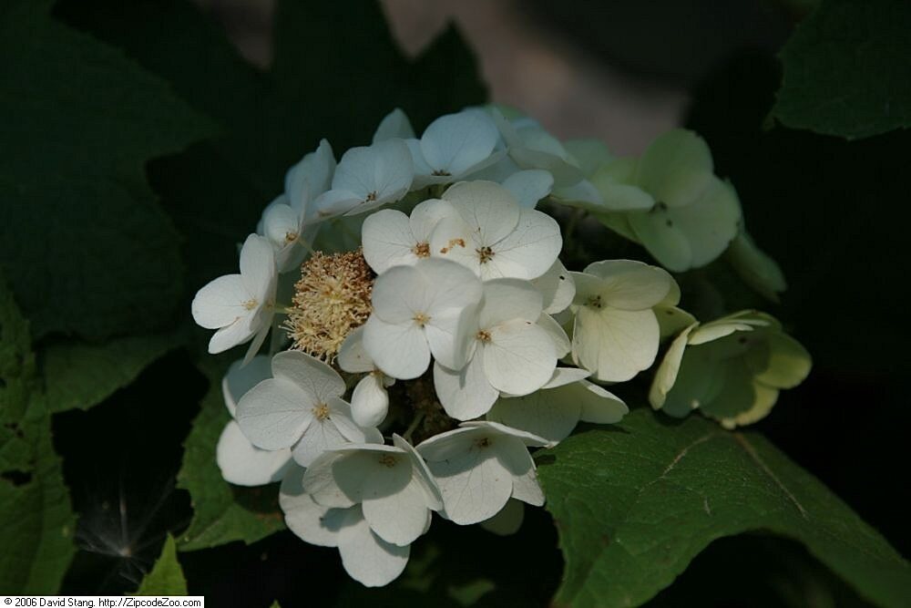 Hydrangea quercifolia 'Snow Queen' (Snow Queen Oakleaf Hydrangea)