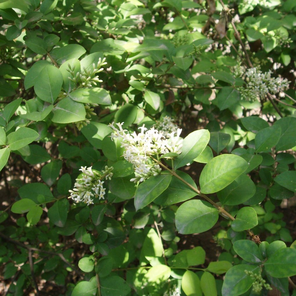Ligustrum x vicaryi (Golden Privet)