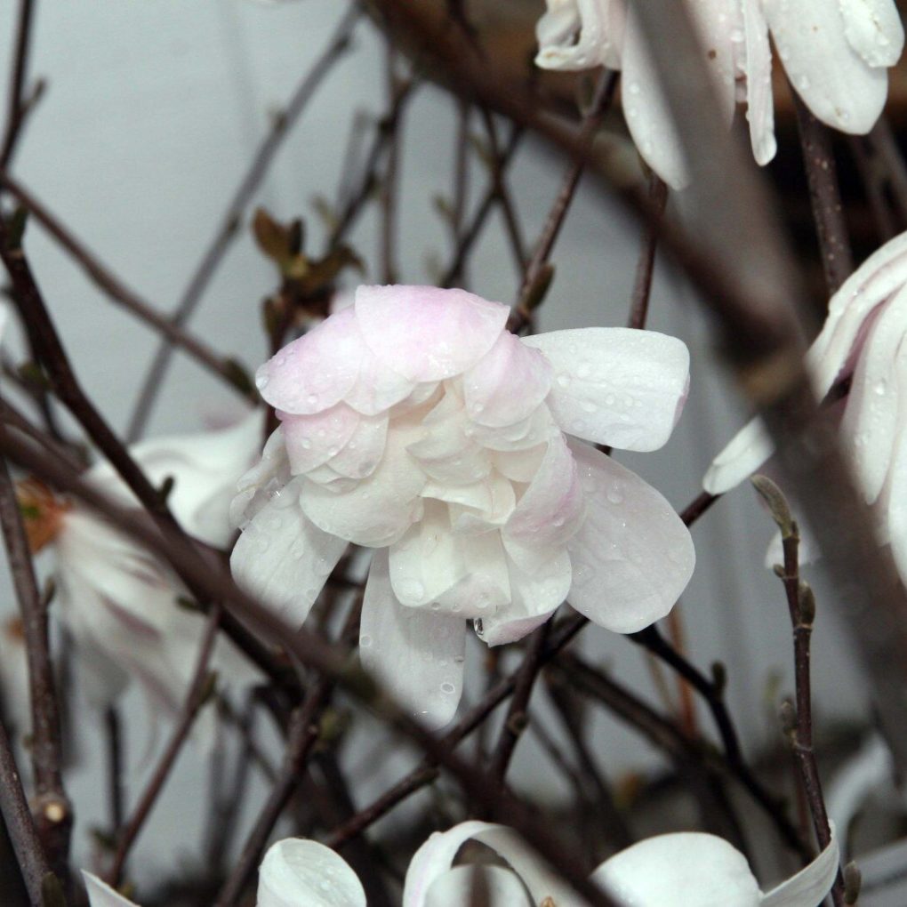 Magnolia stellata 'Royal Star' (Royal Star Magnolia Multi-Stem)