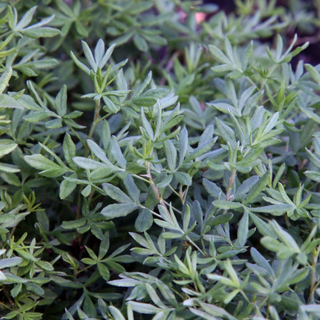 Potentilla fruticosa 'Jackmanii' (Jackmanii Potentilla)