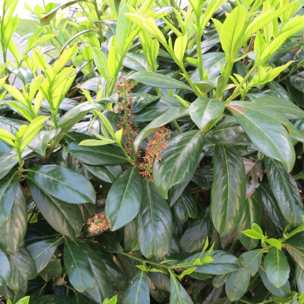 Prunus laurocerasus Otto Luyken (Cherry Laurel)