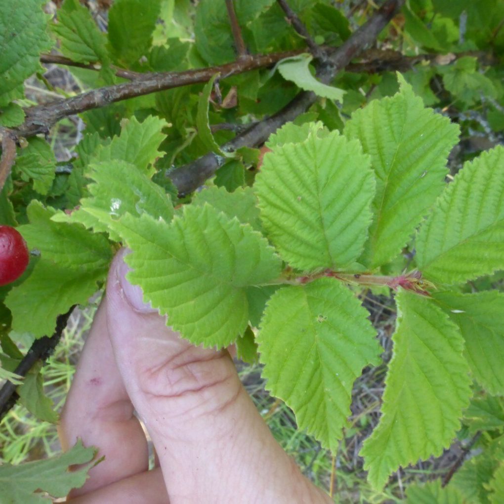 Prunus tomentosa Nanking (Nanking Cherry)