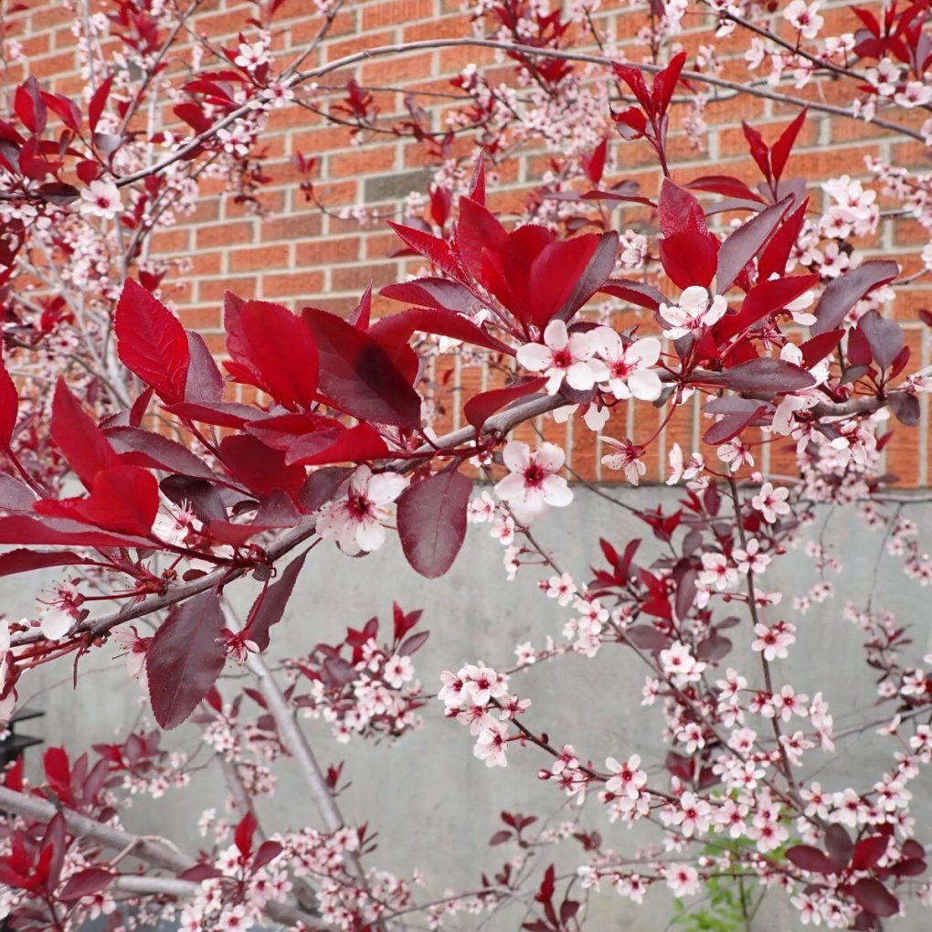 Prunus x cistena (Purple Leaf Sand Cherry)