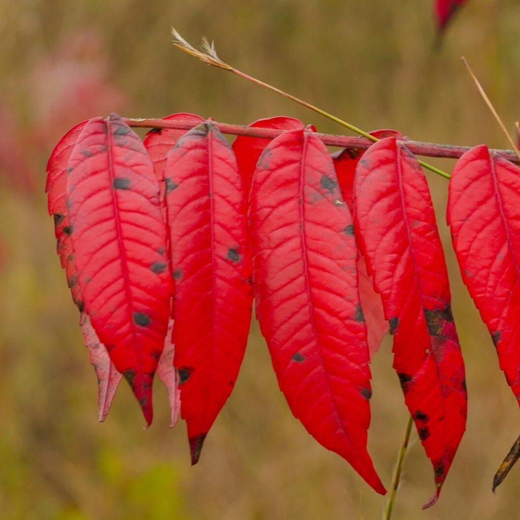 Rhus glabra (Smooth Sumac)