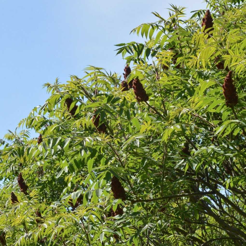 Rhus typhina (Staghorn Sumac)