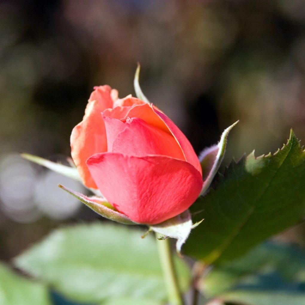 Rosa About Face (About Face Grandiflora Rose)