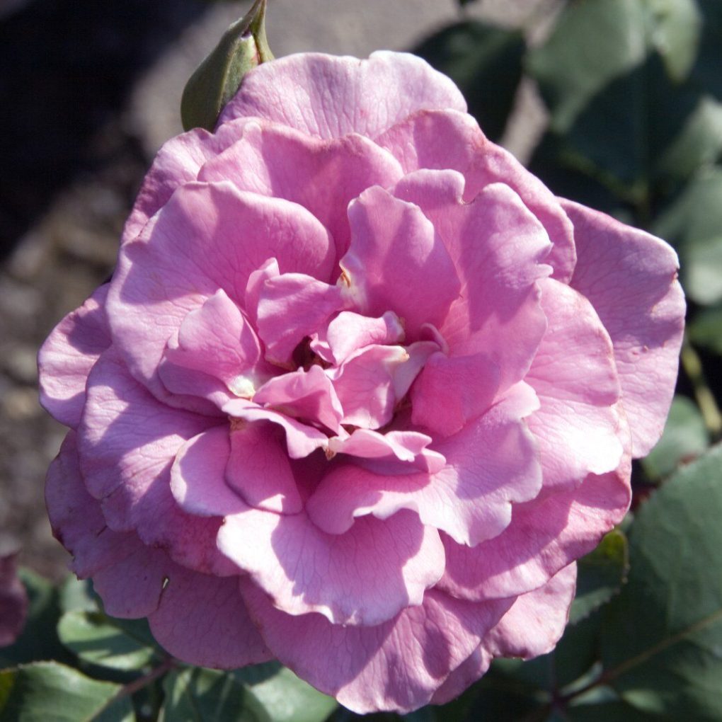 Rosa Angel Face (Angel Face Rose)