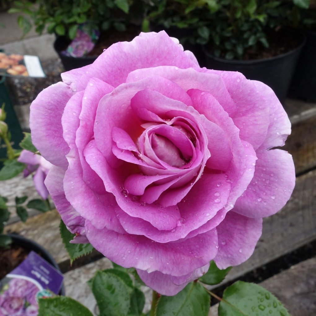 Rosa 'Arctic Blue' Rose