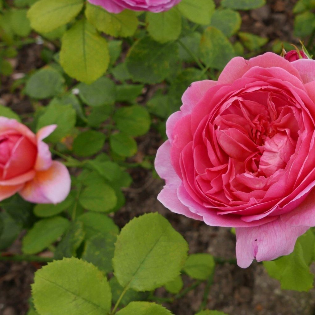 Rosa 'Ausmerchant' (Princess Alexandra of Kent David Austin Rose)