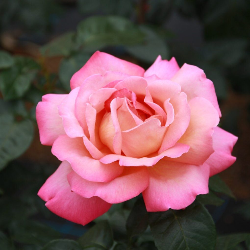 Rosa Chicago Peace (Chicago Peace Hybrid Tea Rose)