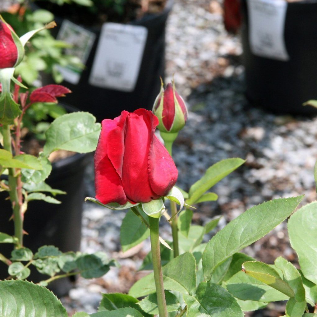 Rosa Chrysler Imperial (Chrysler Imperial Hybrid Tea Rose)