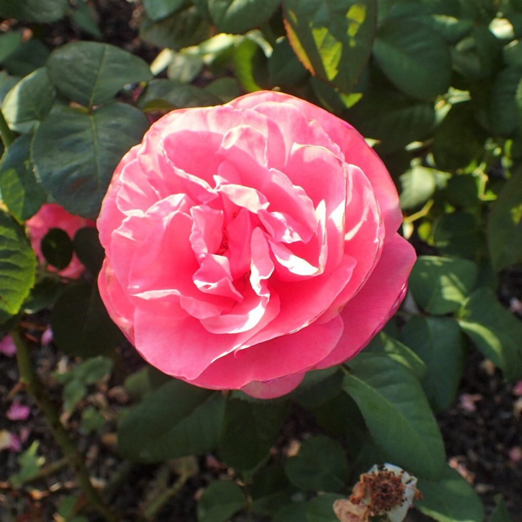 Rosa Dee-Lish (Dee-Lish Hybrid Tea Rose)
