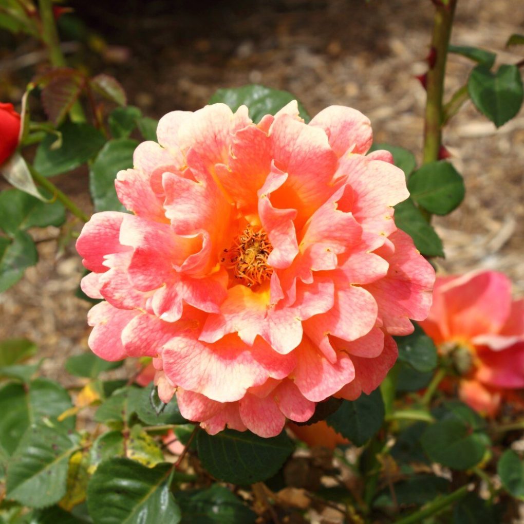 Rosa 'Easy Does It' Floribunda Rose
