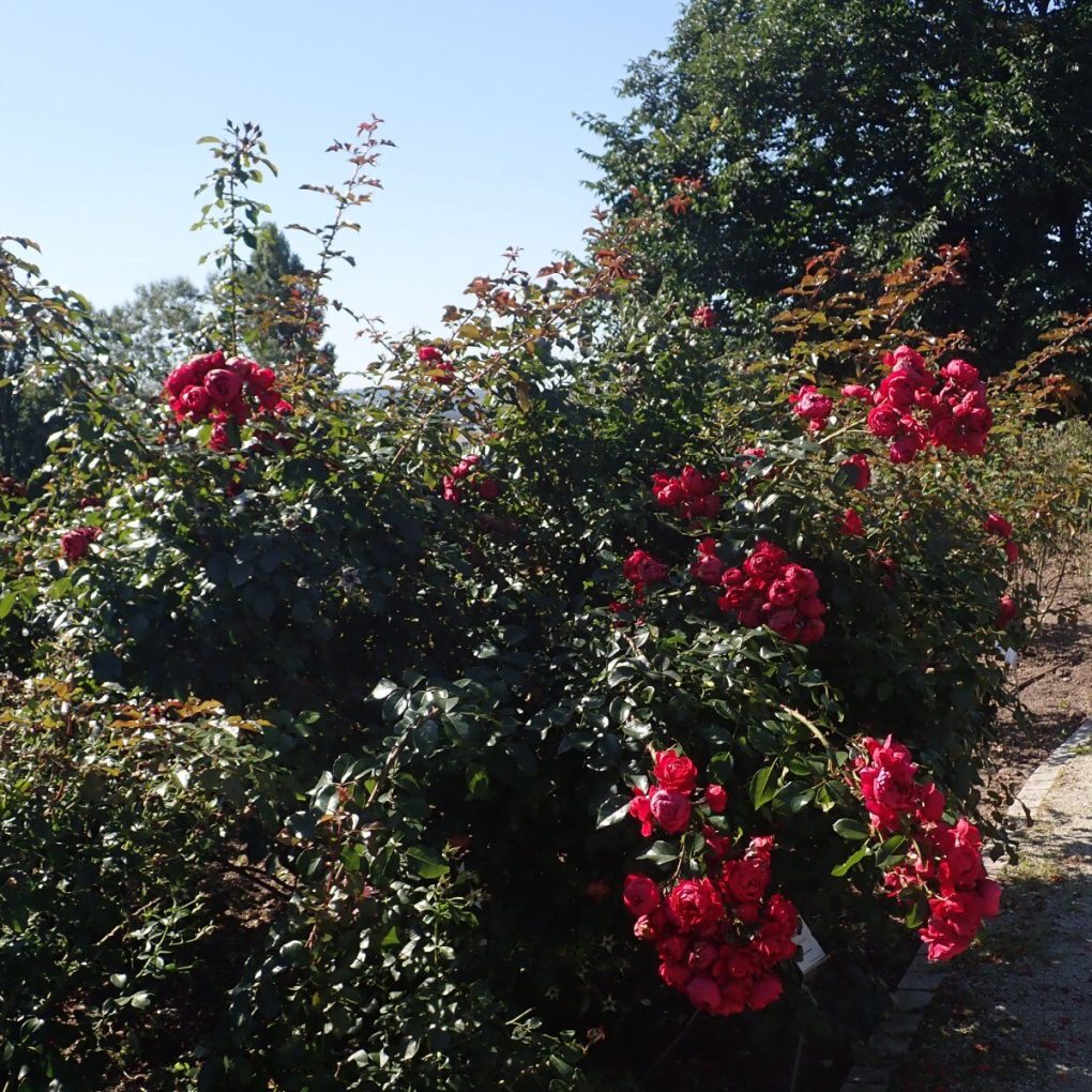 Rosa 'Florentina' Climbing rose