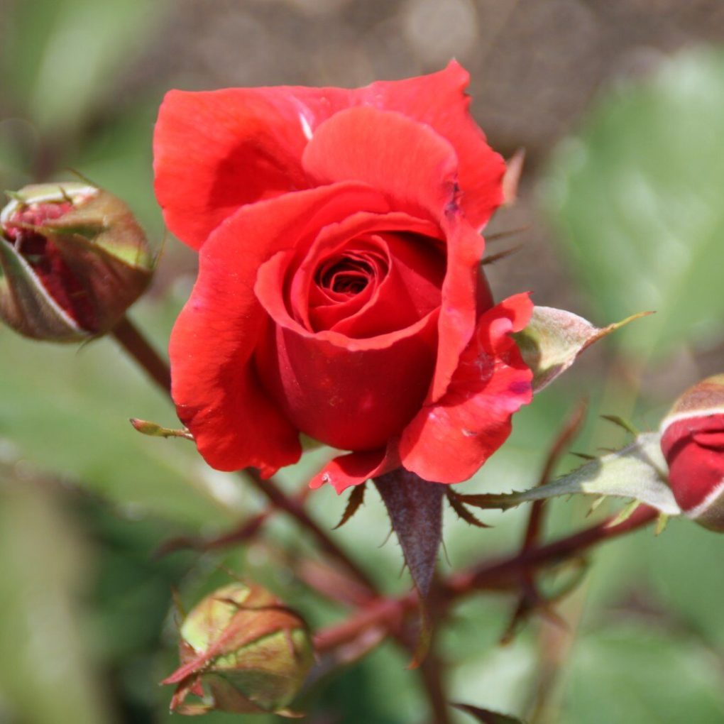 Rosa Fragrant Cloud (Fragrant Cloud Hybrid Tea Rose)