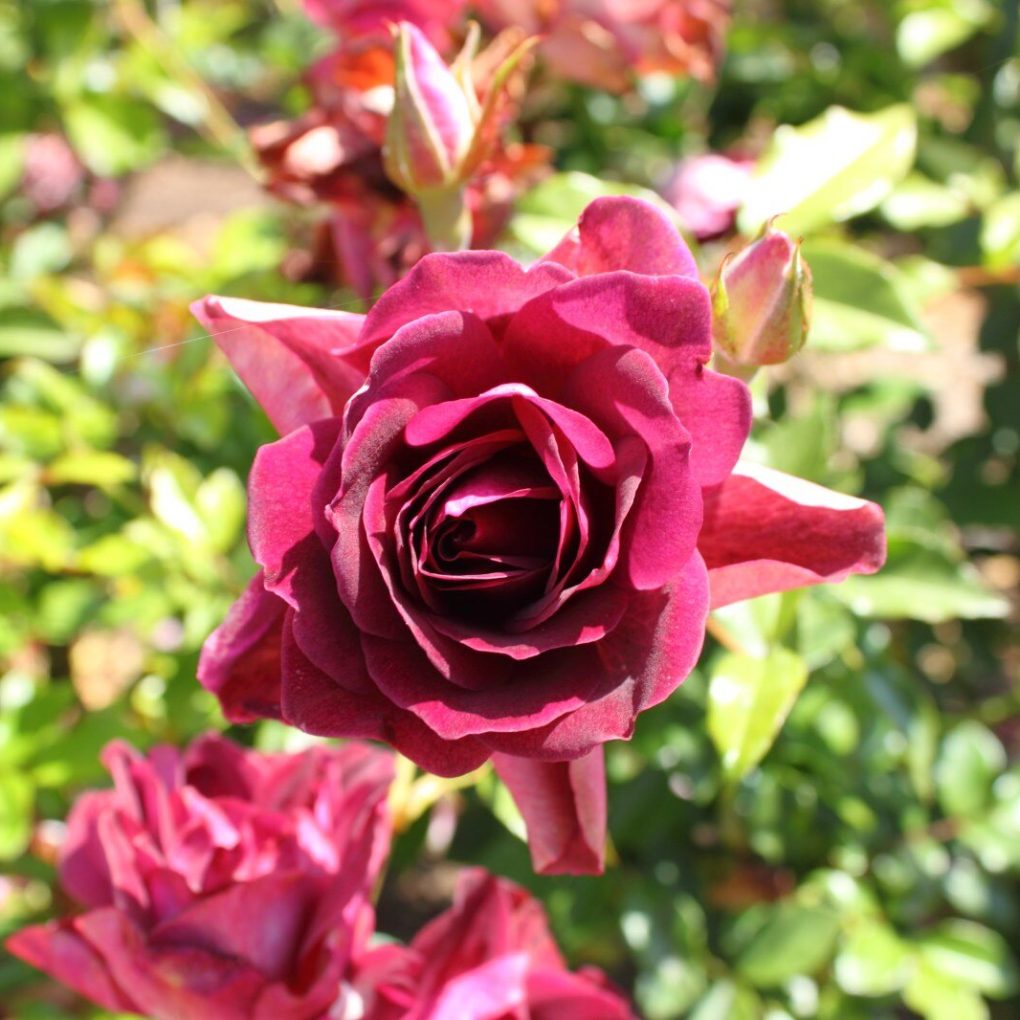 Rosa Fragrant Plum (Fragrant Plum Grandiflora Rose)