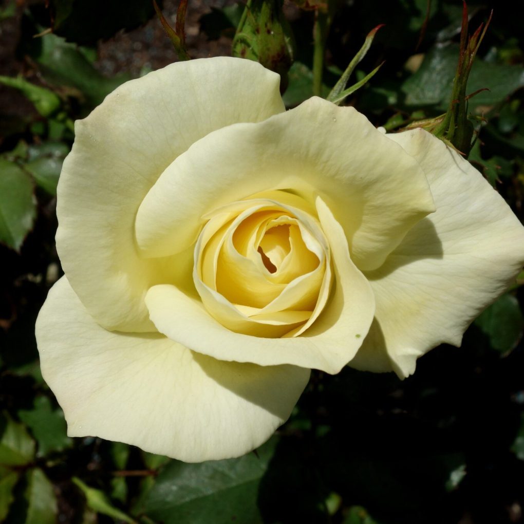 Rosa Full Sail (Full Sail Hybrid Tea Rose)