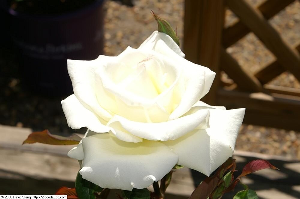 Rosa Honor (Honor Hybrid Tea Rose)