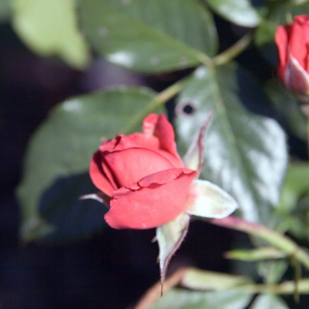 Rosa Hot Cocoa (Hot Cocoa Floribunda Rose)