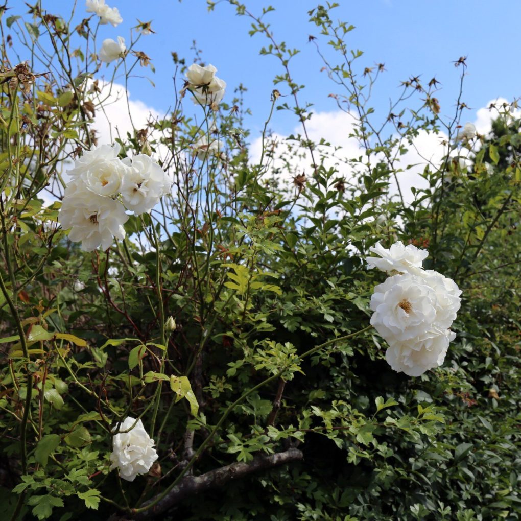 Rosa Iceberg (Iceberg Floribunda Rose)