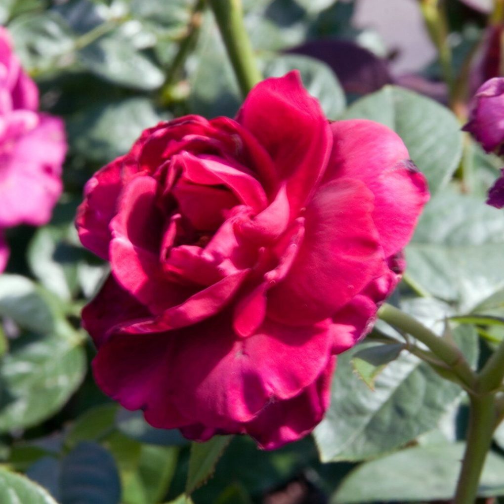 Rosa Intrigue (Intrigue Floribunda Rose)