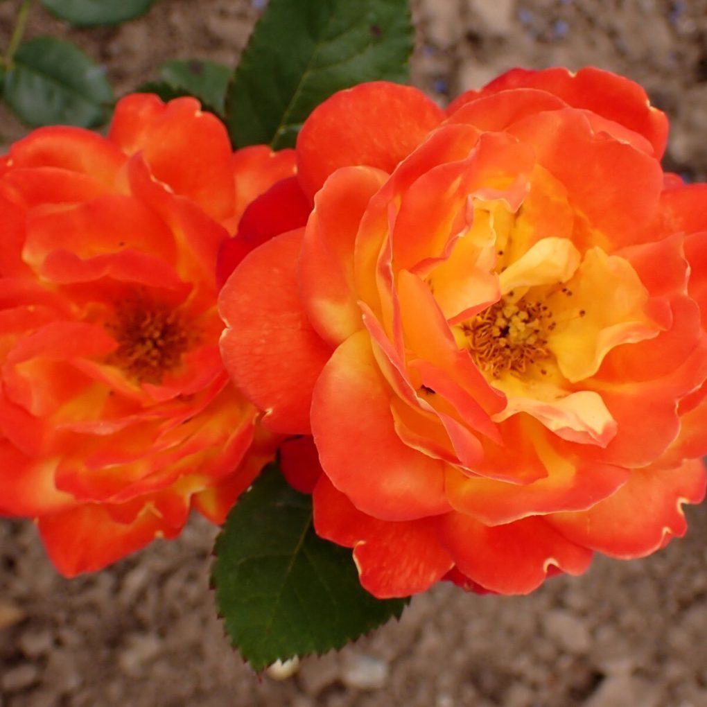 Rosa Judy Garland (Judy Garland Floribunda Rose)