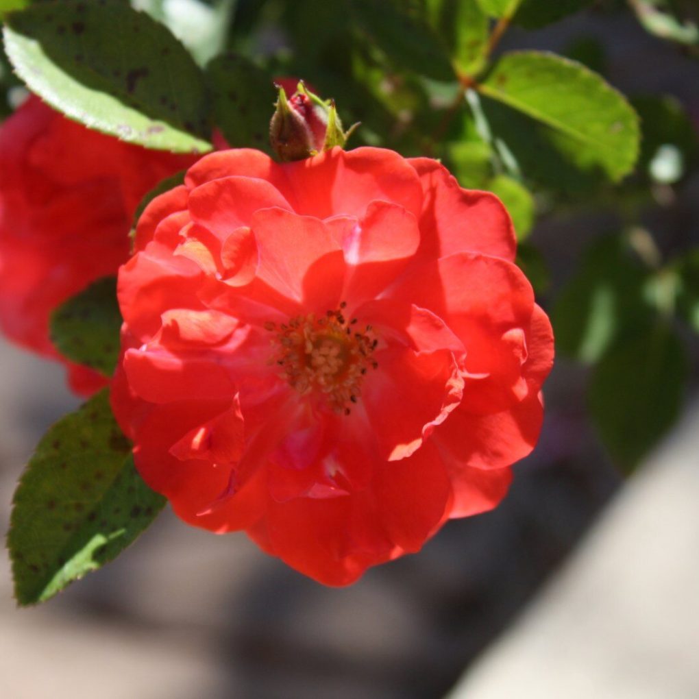 Rosa 'Meidrifora' (Coral Drift Rose)