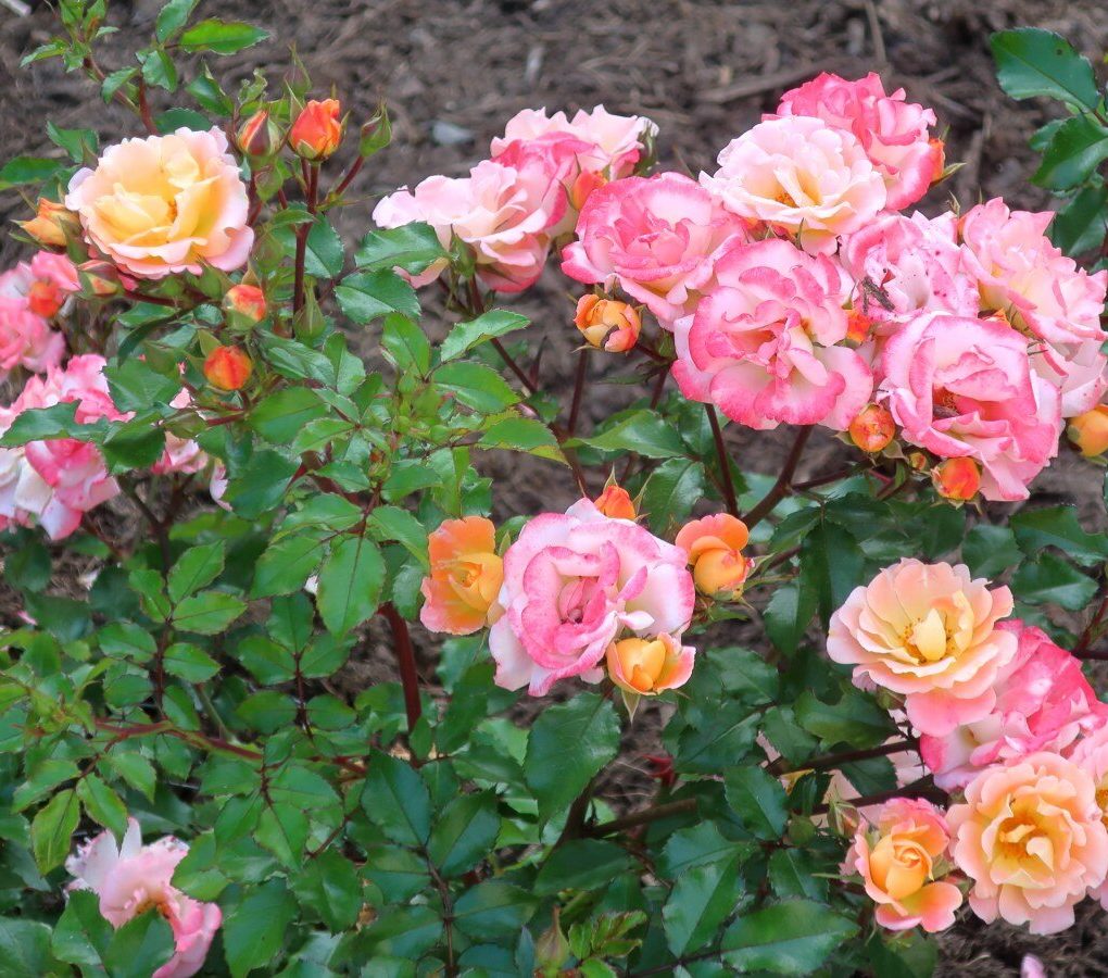 Rosa 'Meiggili' (Peach Drift Rose)
