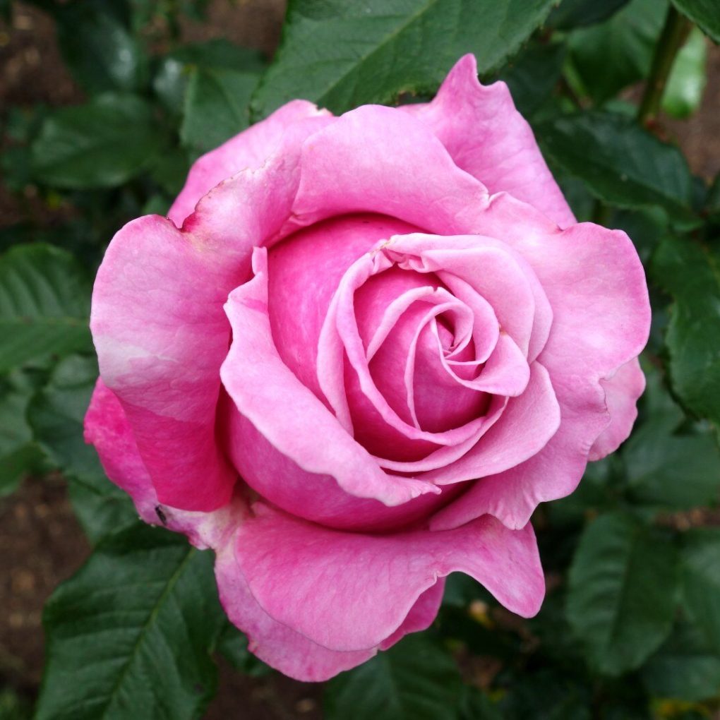 Rosa Memorial Day (Memorial Day Hybrid Tea Rose)