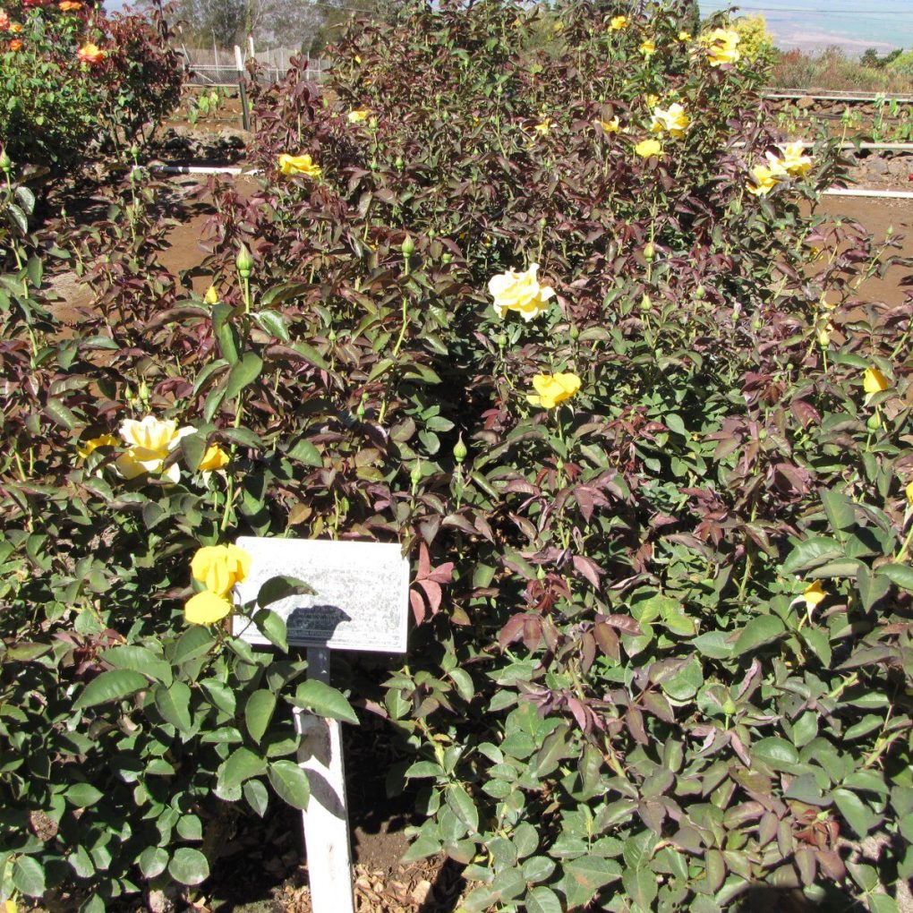 Rosa Midas Touch (Midas Touch Hybrid Tea Rose)