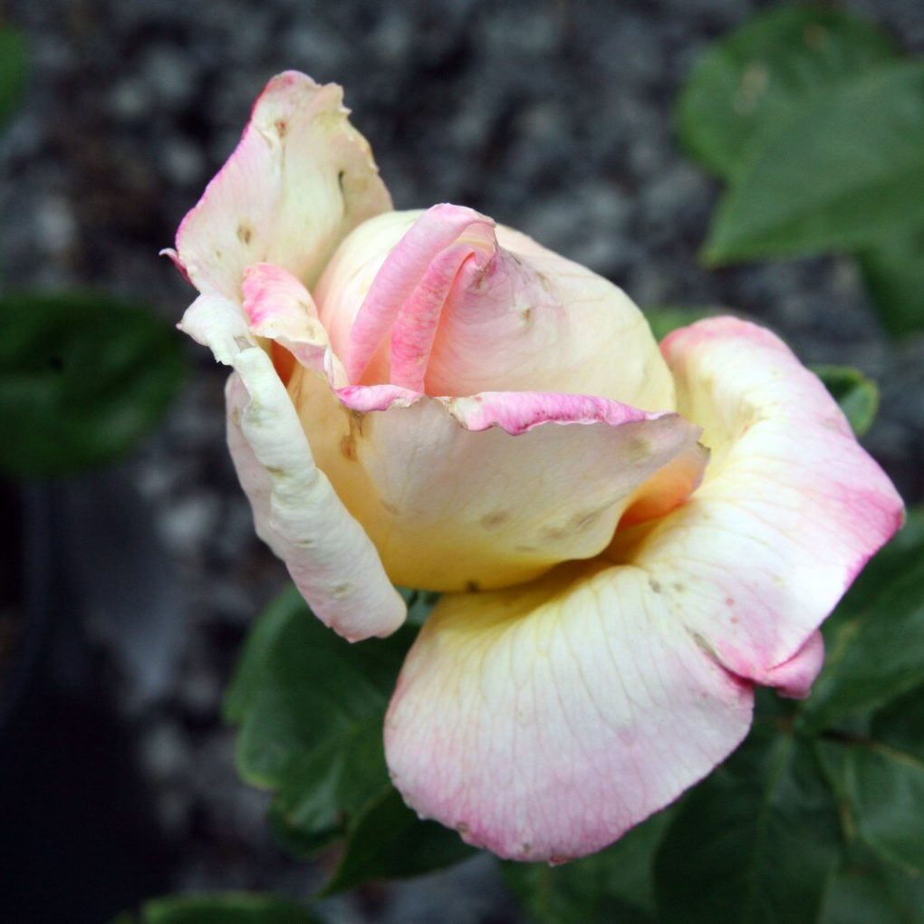 Rosa Peace (Peace Hybrid Tea Rose)