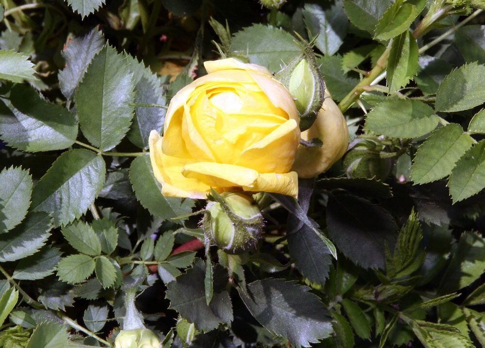 Rosa Persian Yellow (Persian Yellow Foetida Rose)