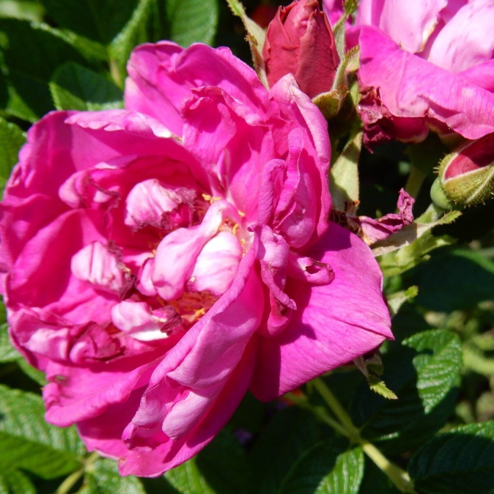 Rosa Purple Pavement (Purple Pavement Rose)