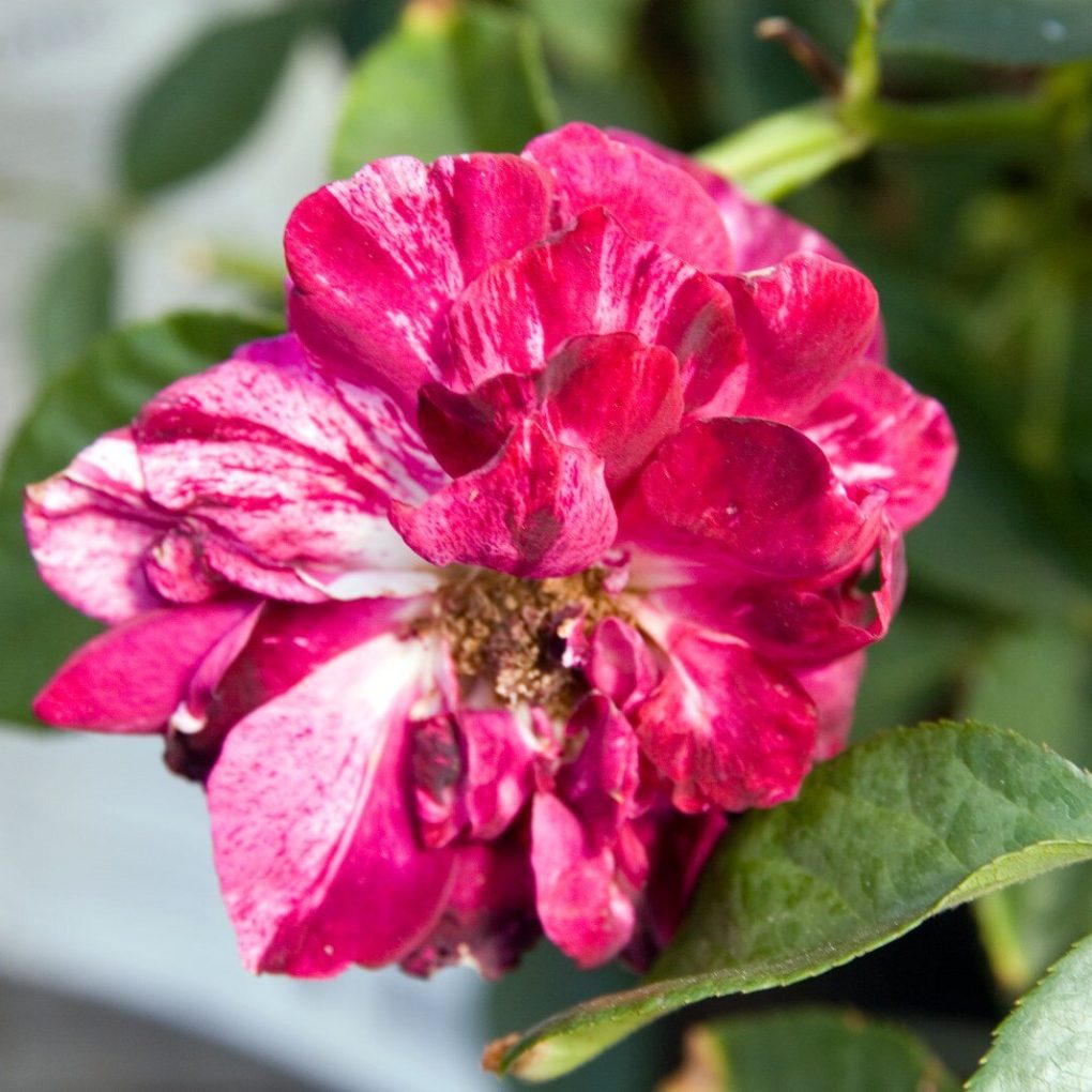Rosa Purple Tiger (Purple Floribunda Rose)
