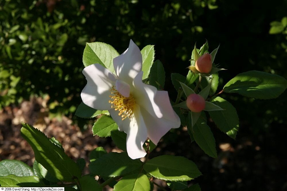 Rosa Sally Holmes (Sally Holmes Climbing Rose)