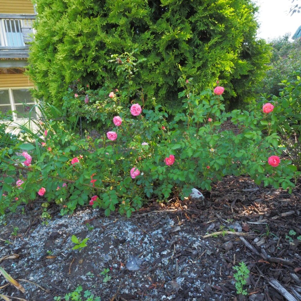 Rosa Sunrise Sunset (Sunrise Sunset Rose)